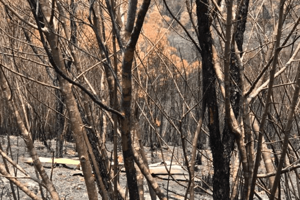 Incendios en Australia.