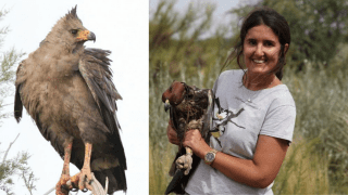 Proteger el águila coronada, el ave rapaz más grande del país