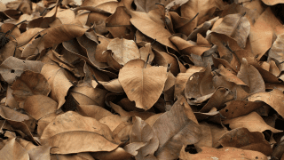 ¿Qué hacer con las hojas secas?