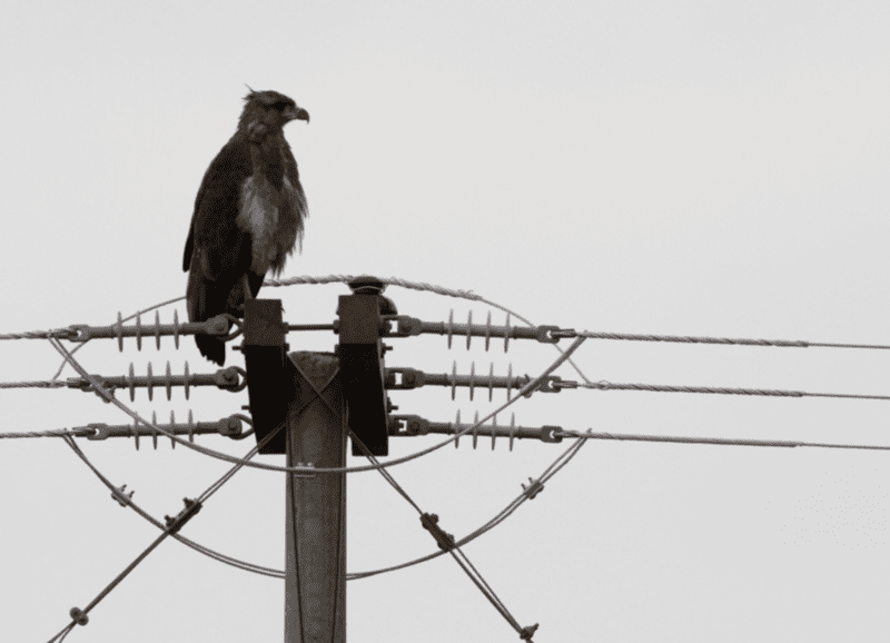 Un proyecto de tendido eléctrico pone en amenaza al Águila Coronada