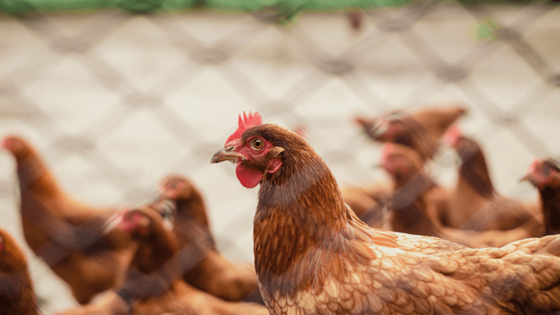 Gripe aviar en La Pampa
