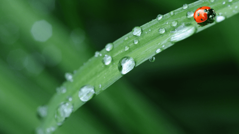 El alivio de la lluvia en La Pampa