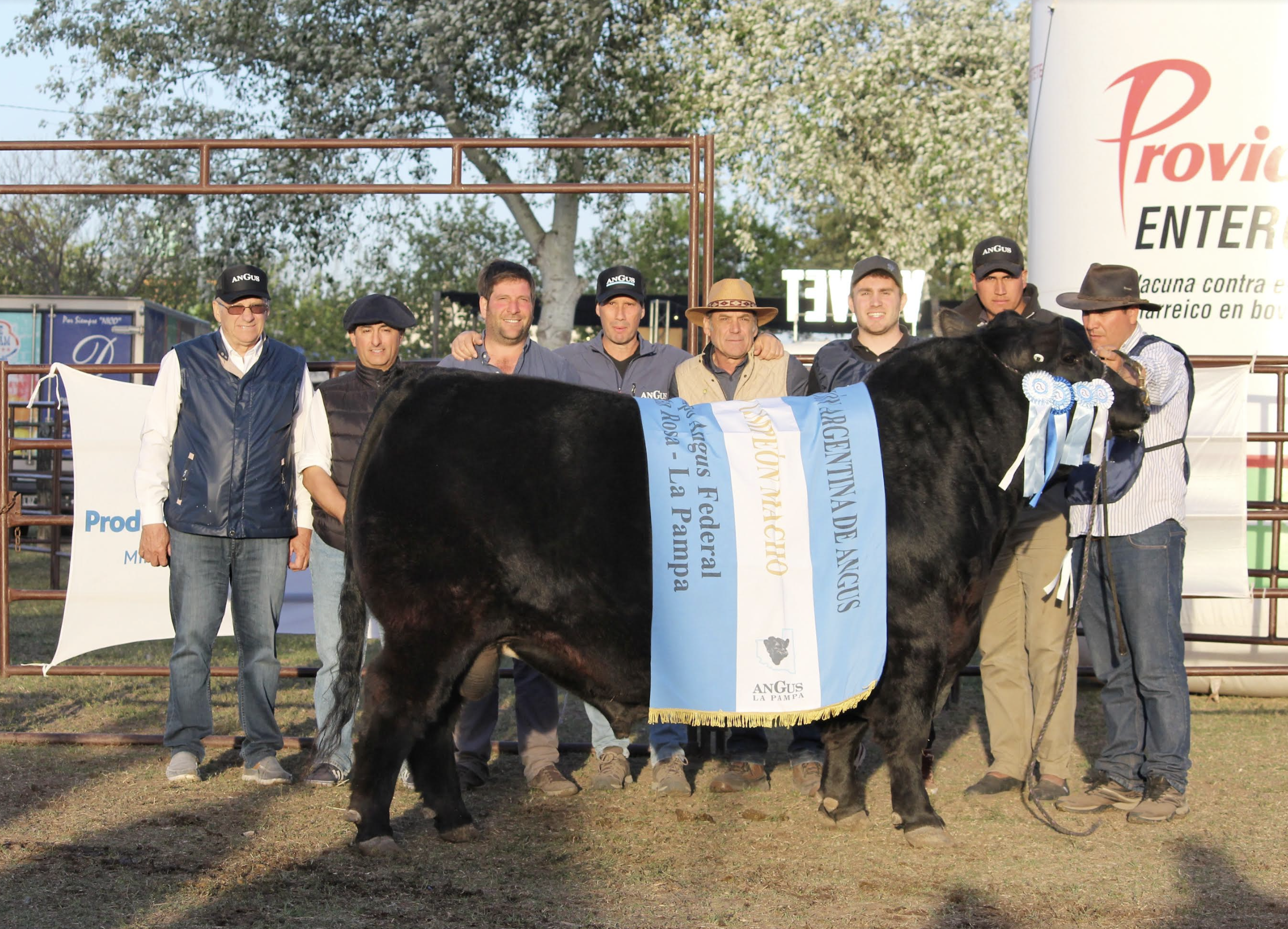 Expo Rural: el Gran Campeón Macho es de Acha, Estancia Curacó