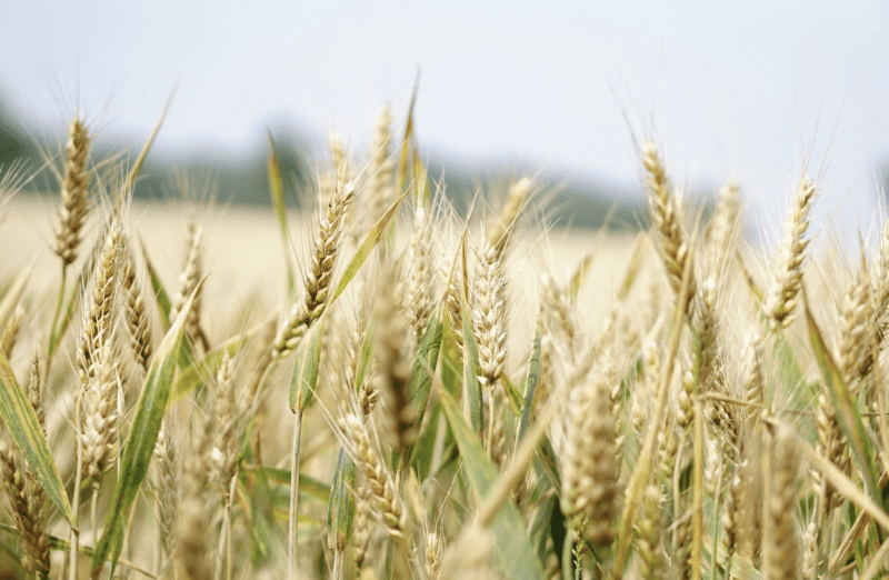 La Pampa: más exportación de trigo, manufacturas de yeso, granos de cereales y cebada