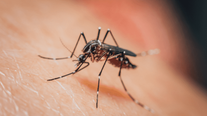 Dengue: se registraron 300 casos