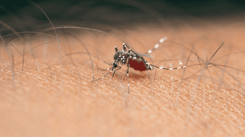 La Pampa: aumentaron los casos de dengue autóctonos