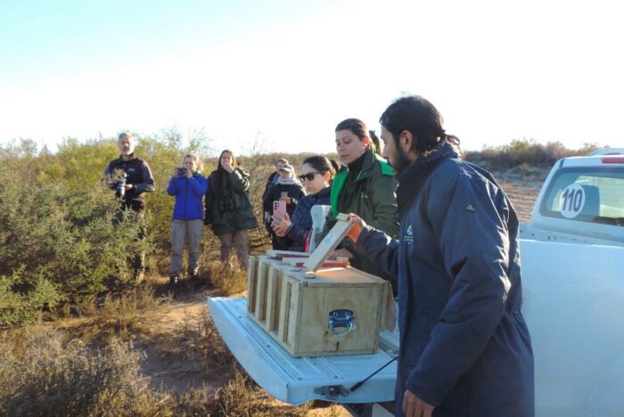 Liberan cardenales amarillos en la reserva de Pichi Mahuida