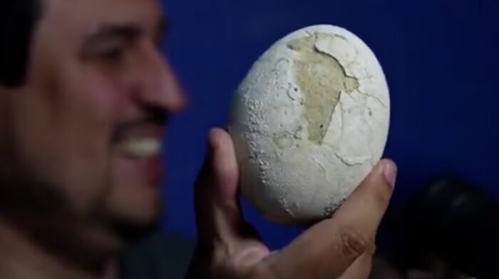 Histórico hallazgo en Río Negro: descubren un nido de huevos de dinosaurio carnívoro