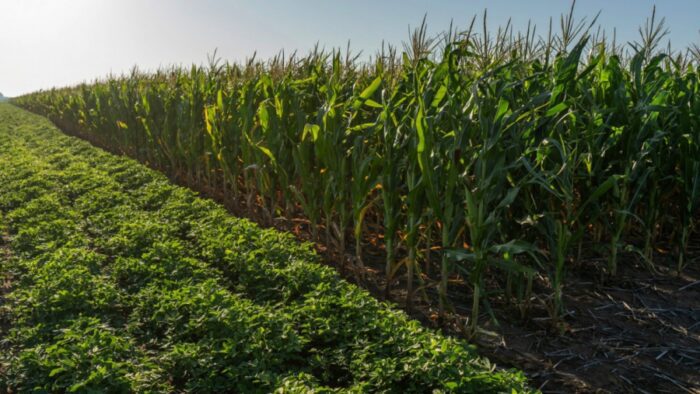 Una nueva línea crediticia para la campaña gruesa