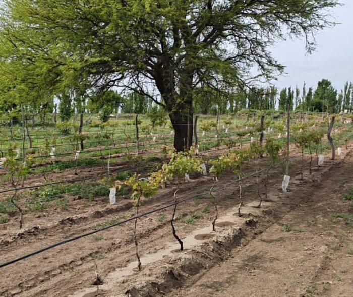 Dos nuevos viñedos en la red de monitoreo del SENASA en La Pampa