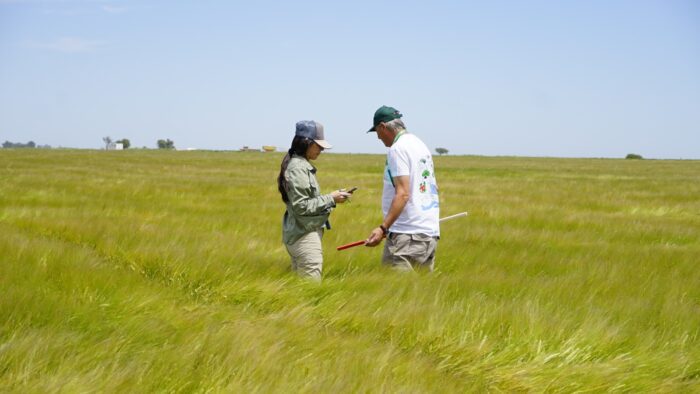 Cosecha de trigo récord y cebada en fuerte crecimiento: una campaña de cosecha fina histórica en La Pampa