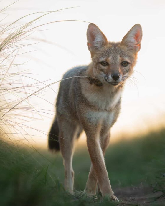Un paseo por el caldenal