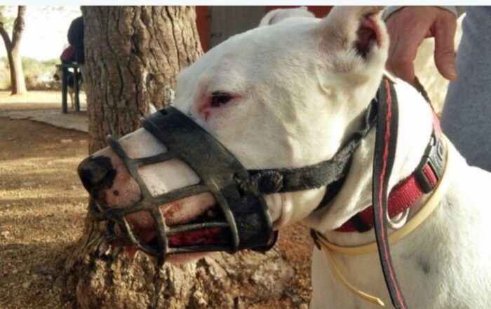 Ataque de perro en la Laguna