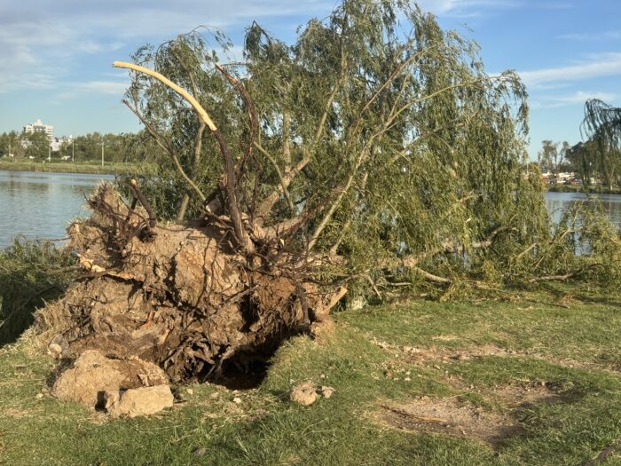 Santa Rosa tras el temporal: ¿por qué no se deben sacar restos de poda a la vereda?