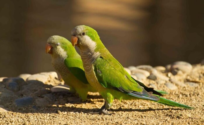 Alertan por casos sospechosos de «fiebre del loro» en el norte de La Pampa