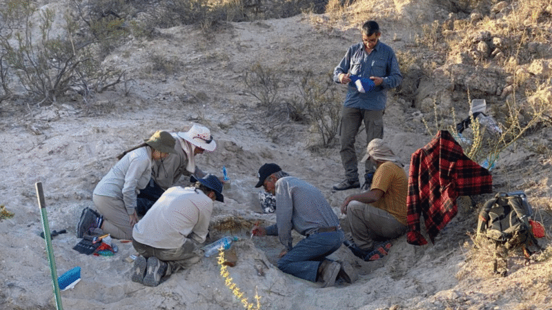 Encuentran restos de un Titanosaurio en 25 de Mayo 