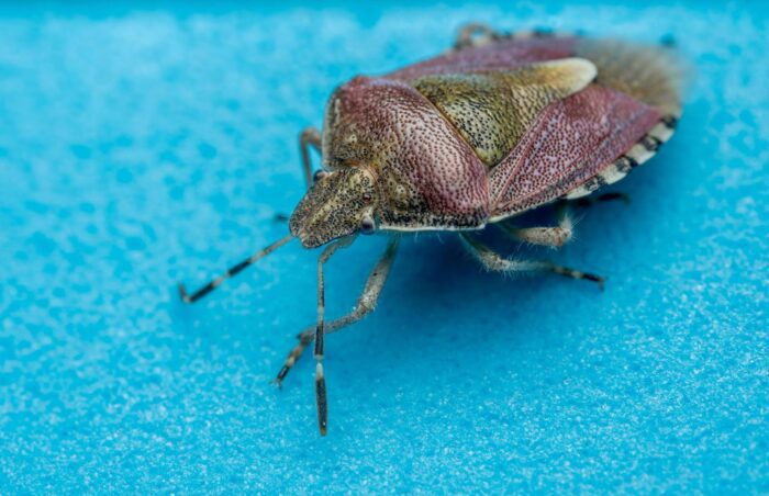 Invasión de chinches