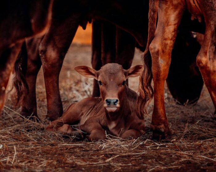 La Pampa perdió casi 4% de su stock ganadero en el último año