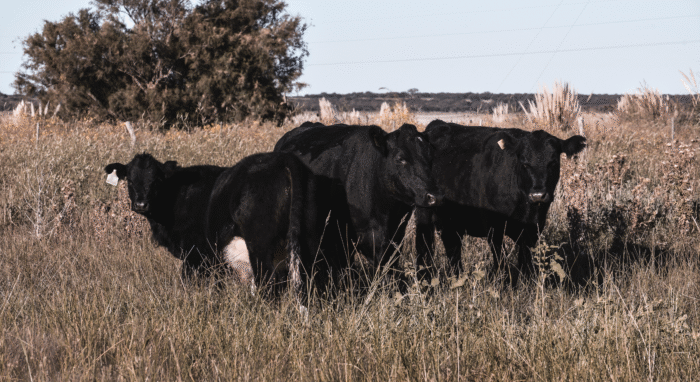 Nueva línea crediticia para productores agropecuarios 