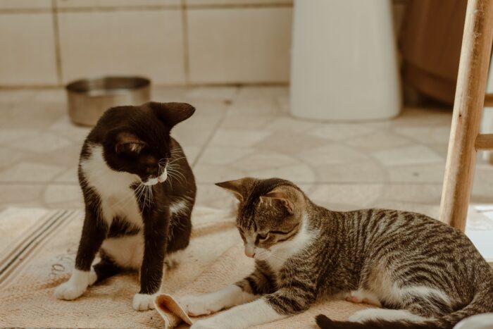 Recuerdan la importancia de la vacunación antirrábica anual de perros y gatos 