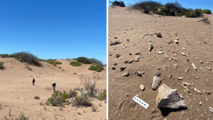 Encuentran fósiles de posible megaterio y material arqueológico en Árbol Solo 